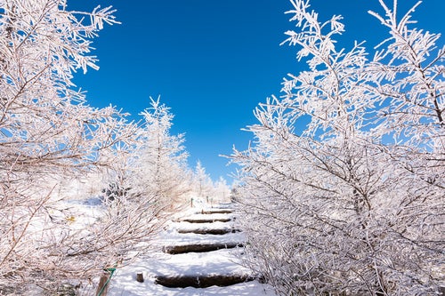 美ヶ原牛伏山の樹氷に囲まれた登山道の写真