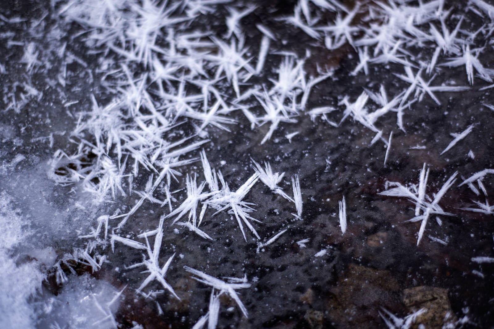「地表の水分が凍った霜柱の様子」の写真