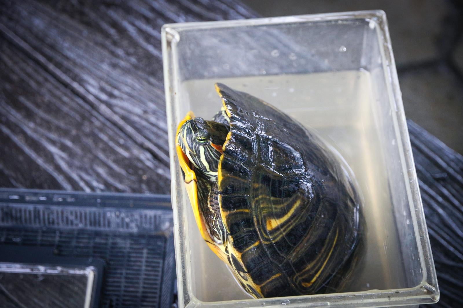 「大丈夫？首出してもセンシティブ判定されない？」の写真