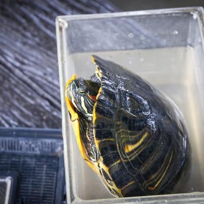 大丈夫？首出してもセンシティブ判定されない？の写真