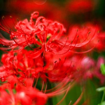 鮮烈な赤が印象的なヒガンバナの写真