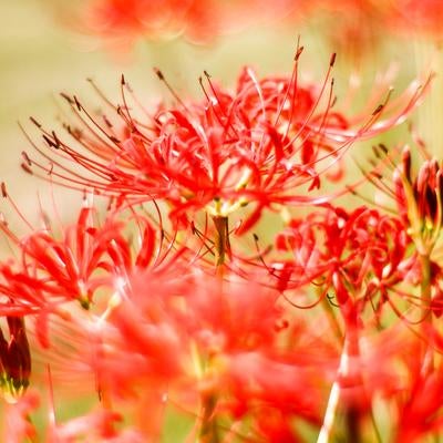 秋色に染まる彼岸花の写真