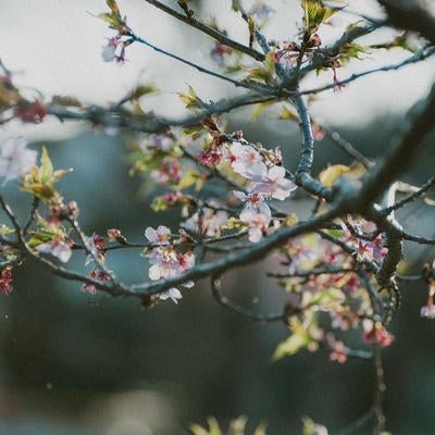 葉桜の午後の写真