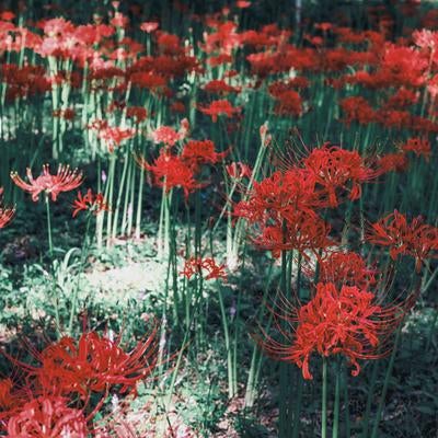 鮮やかな赤い彼岸花が咲く花畑の写真