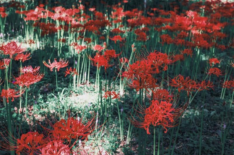 鮮やかな赤い彼岸花が咲く花畑の写真