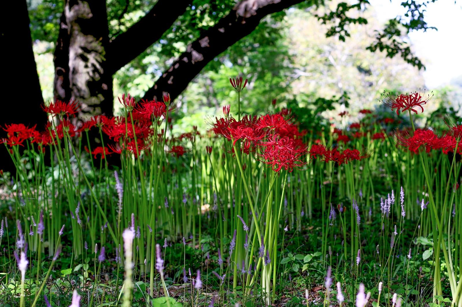 公園の木陰に群生する鮮やかな赤い彼岸花と緑の茎葉