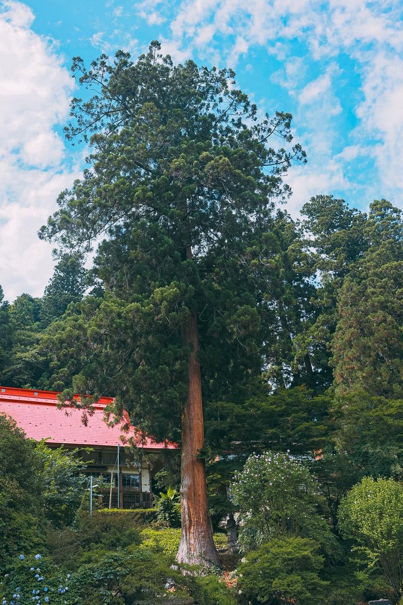 東堂山満福寺境内の社を大きく超える木々の写真