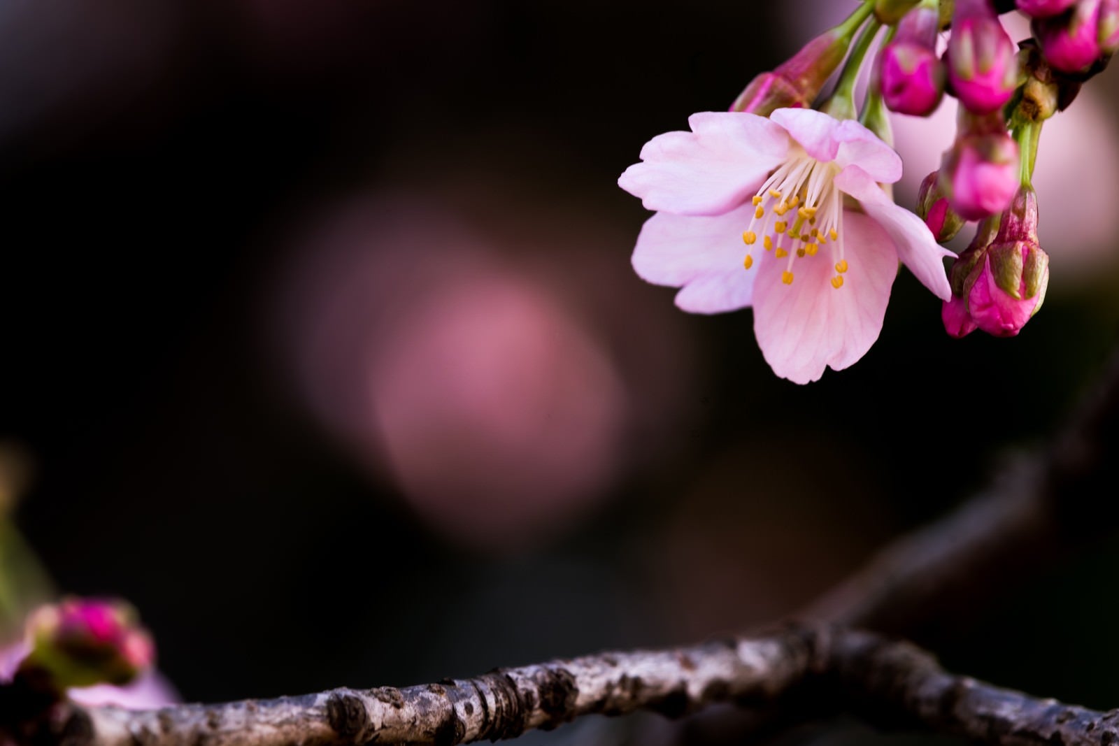 「大寒桜（オオカンザクラ）」の写真