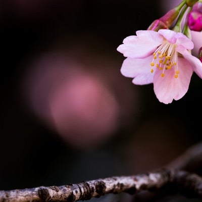 大寒桜（オオカンザクラ）の写真