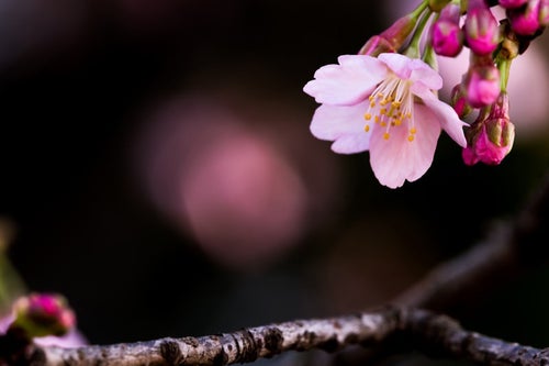 大寒桜（オオカンザクラ）の写真