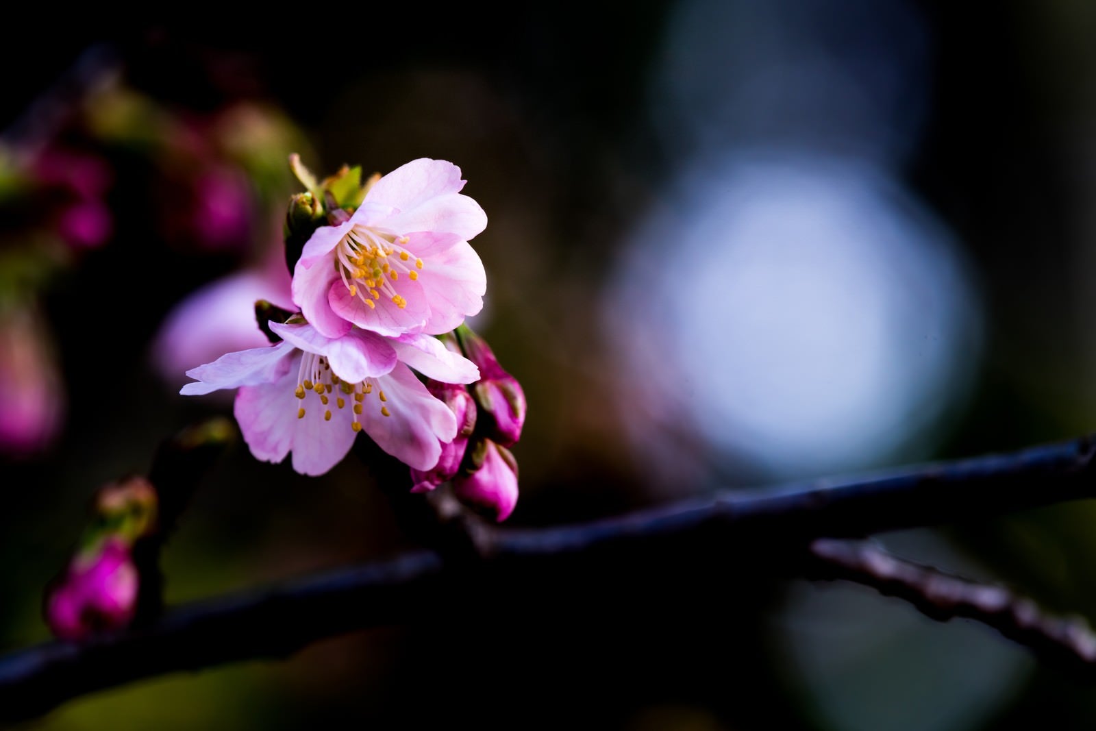 「大寒桜」の写真