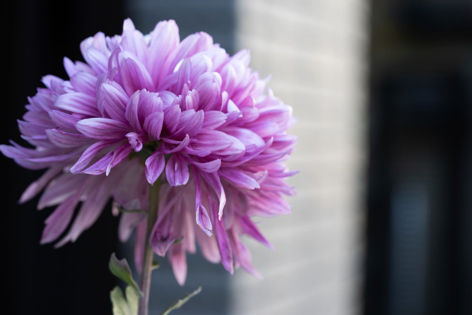 「紫がかる菊の花」の写真
