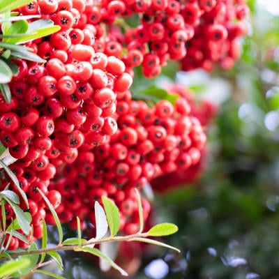 赤い果実が実るピサカンサ（バラ科）の写真