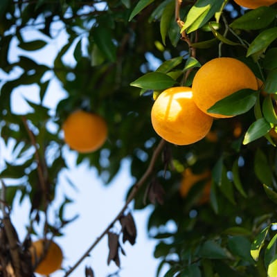 葉に隠れる黄色い果実（柑橘類）の写真
