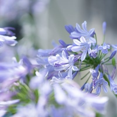 アガパンサスの花の写真