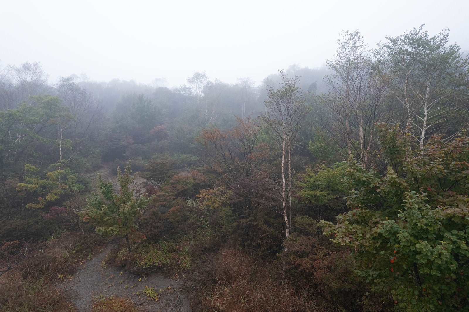「霧に包まれた森」の写真