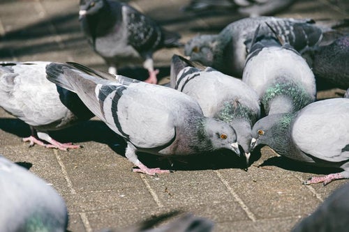 路上に集まる鳩（ドバト）の写真