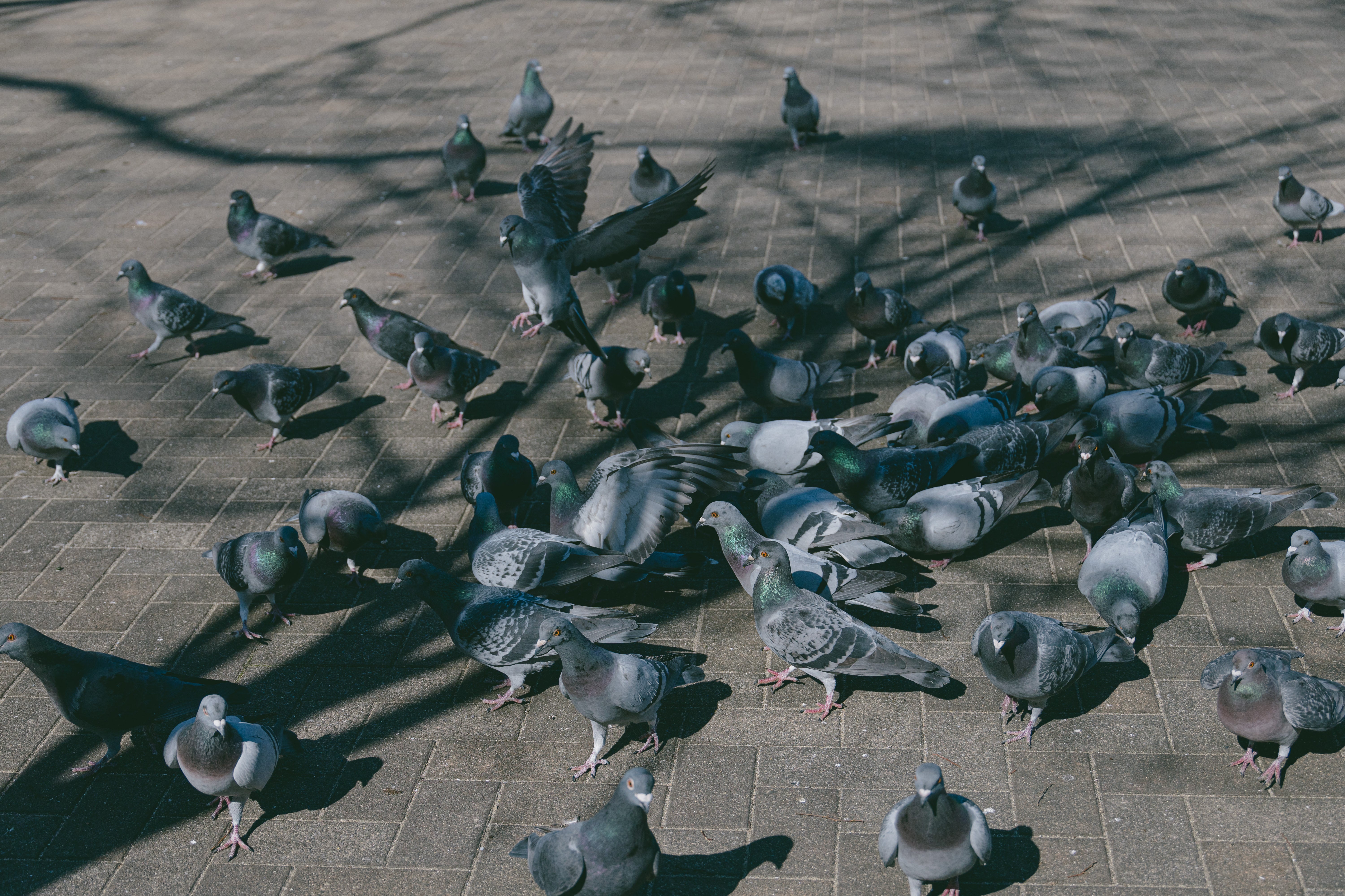 公園の広場に群がる鳩の無料の写真素材 - ID.90156｜フリー素材 ぱくたそ