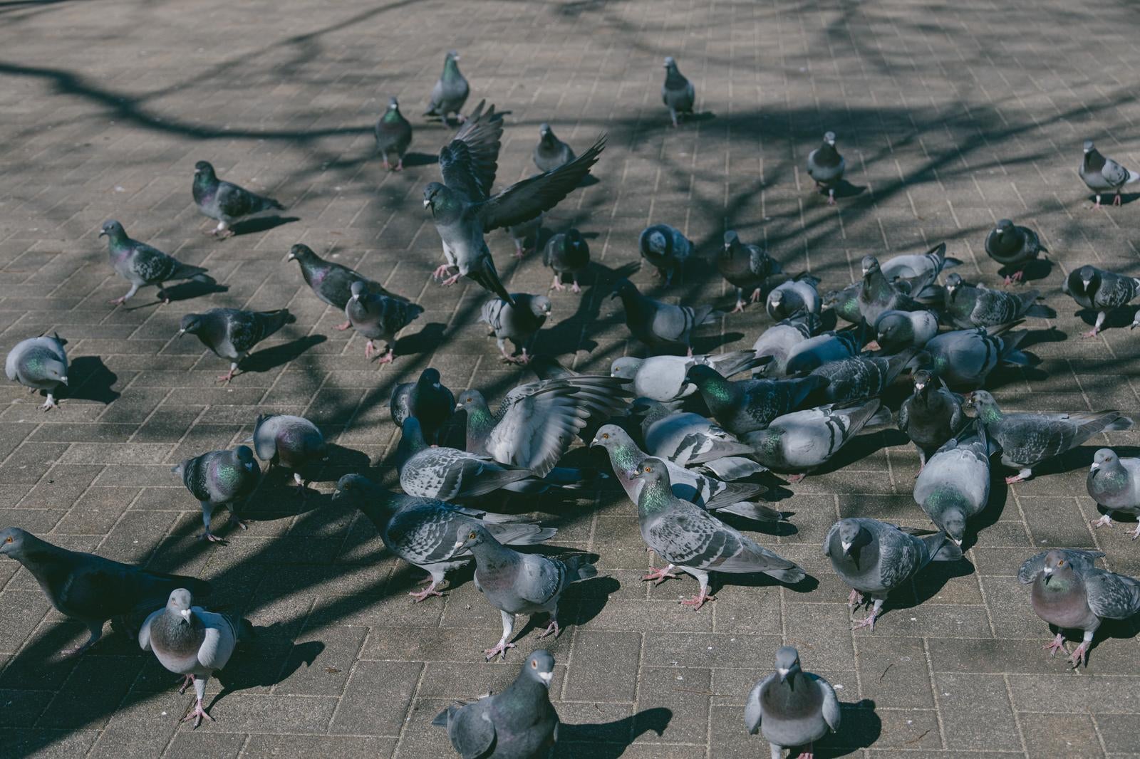 「公園の広場に群がる鳩」の写真