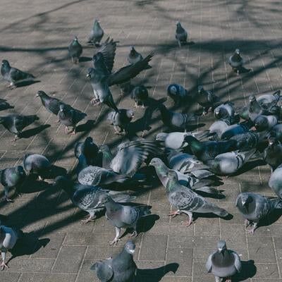 公園の広場に群がる鳩の写真