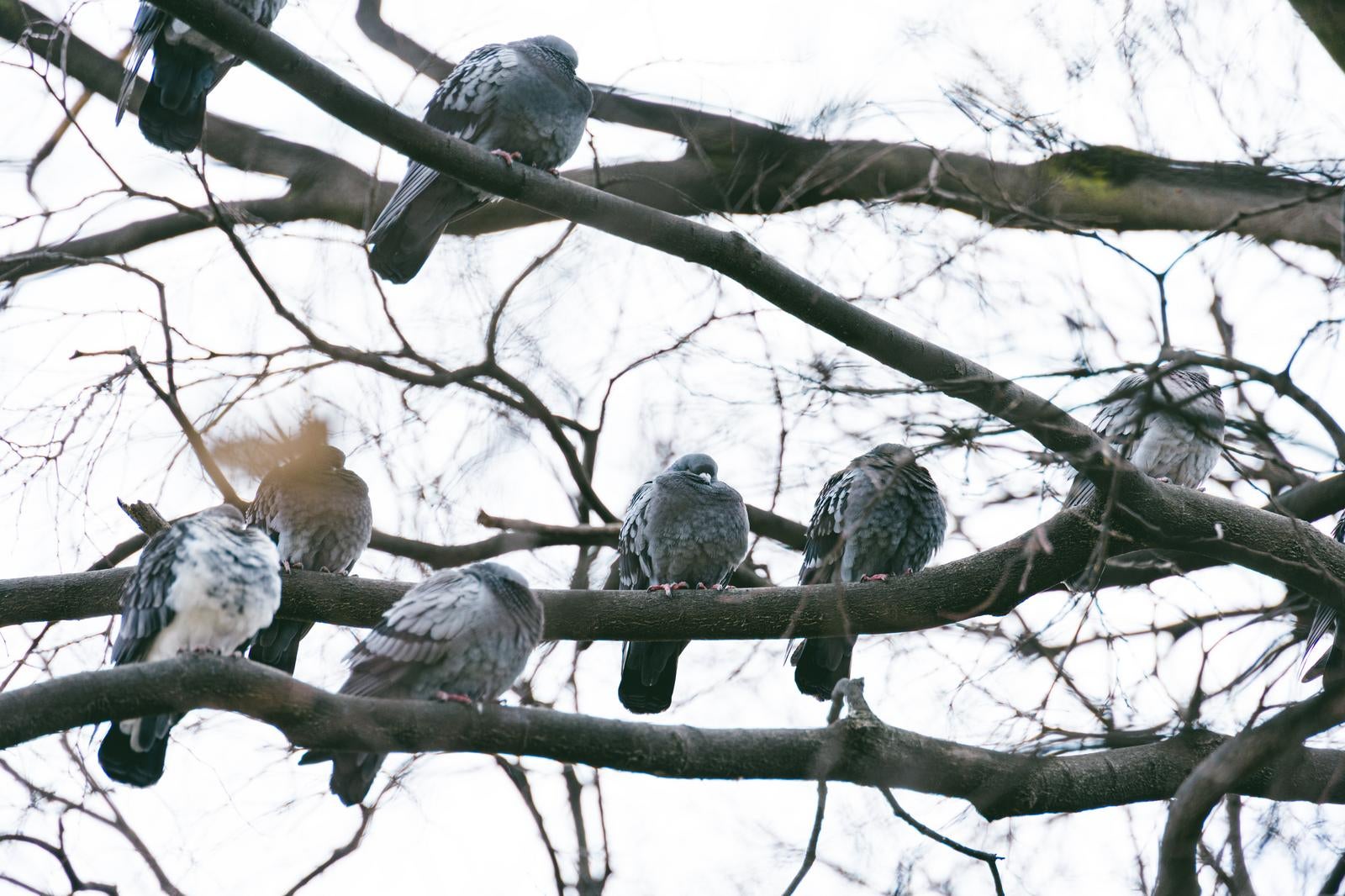 「木の上で待機する鳩たち」の写真