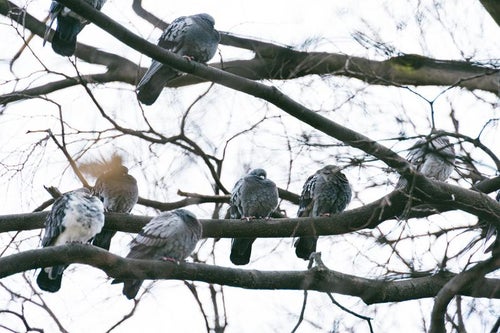 木の上で待機する鳩たちの写真