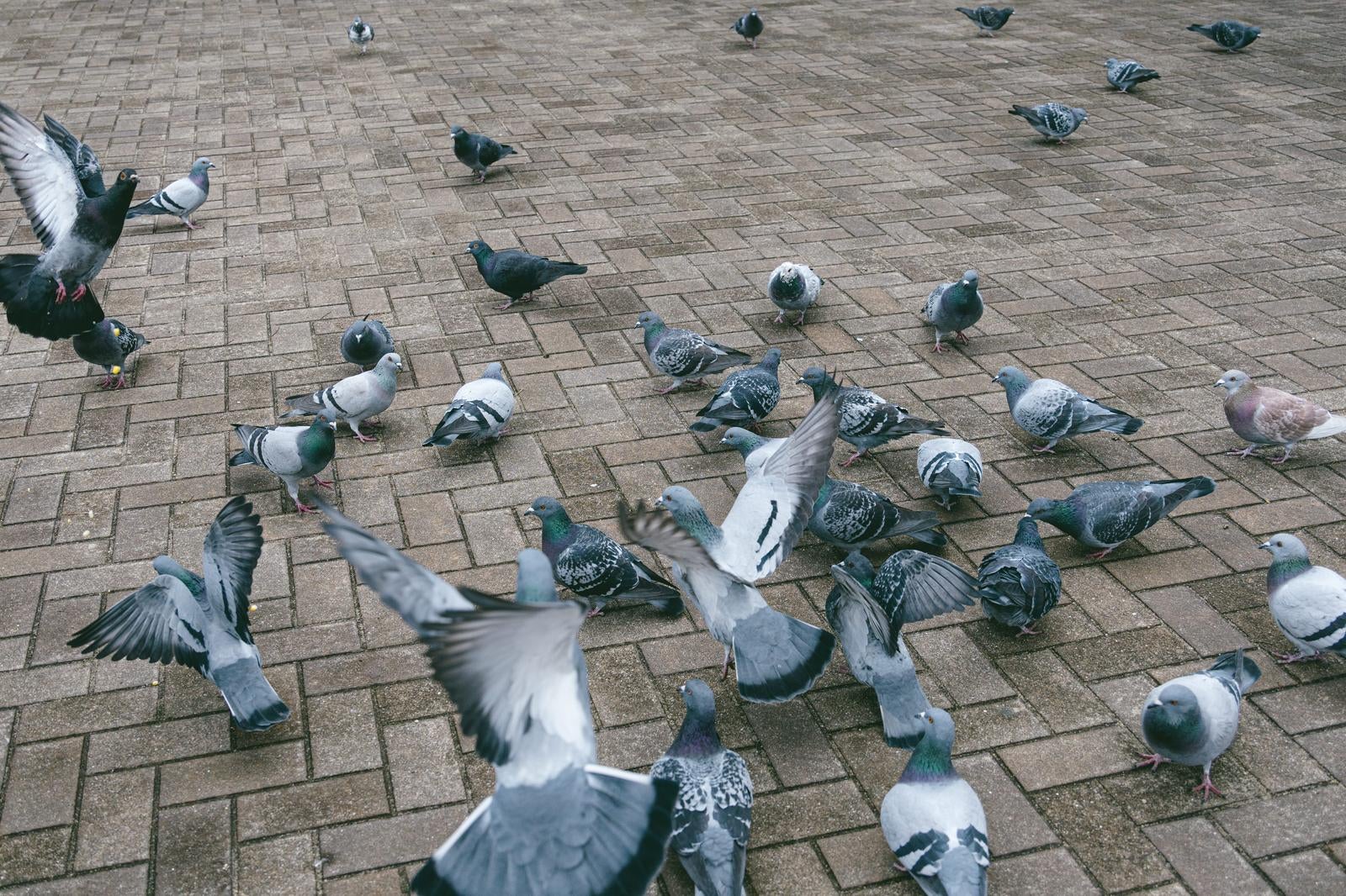 「餌をくれるとバッサバサ集まってきた鳩」の写真
