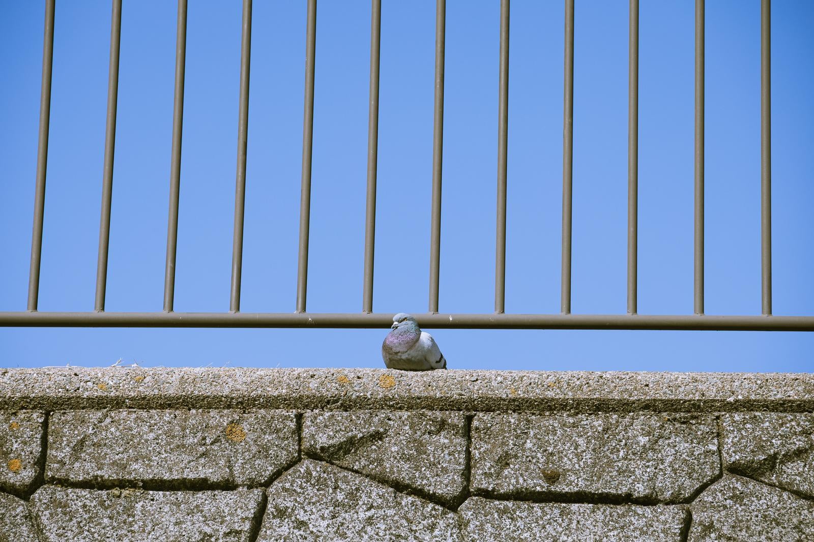 「柵前の鳩」の写真