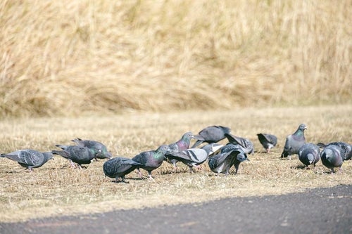 河川敷にいた鳩の集いの写真