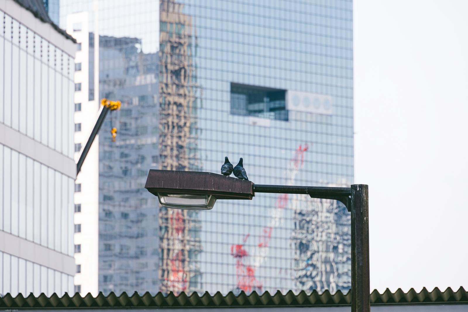 「大阪の街角で愛を語る夫婦鳩」の写真