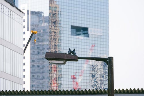 大阪の街角で愛を語る夫婦鳩の写真
