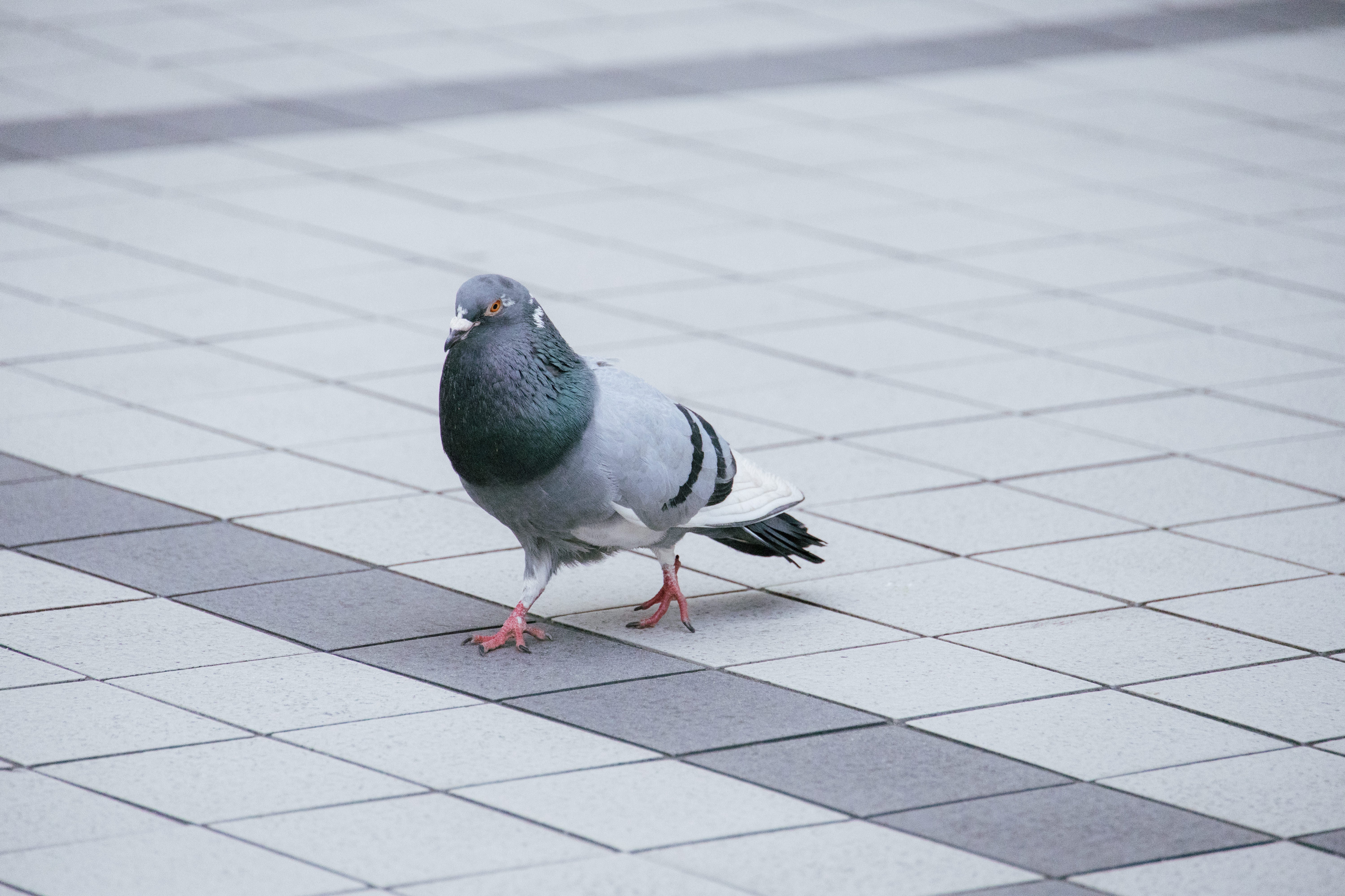 路上の鳩（ドバト）の無料の写真素材 - ID.90286｜フリー素材 ぱくたそ