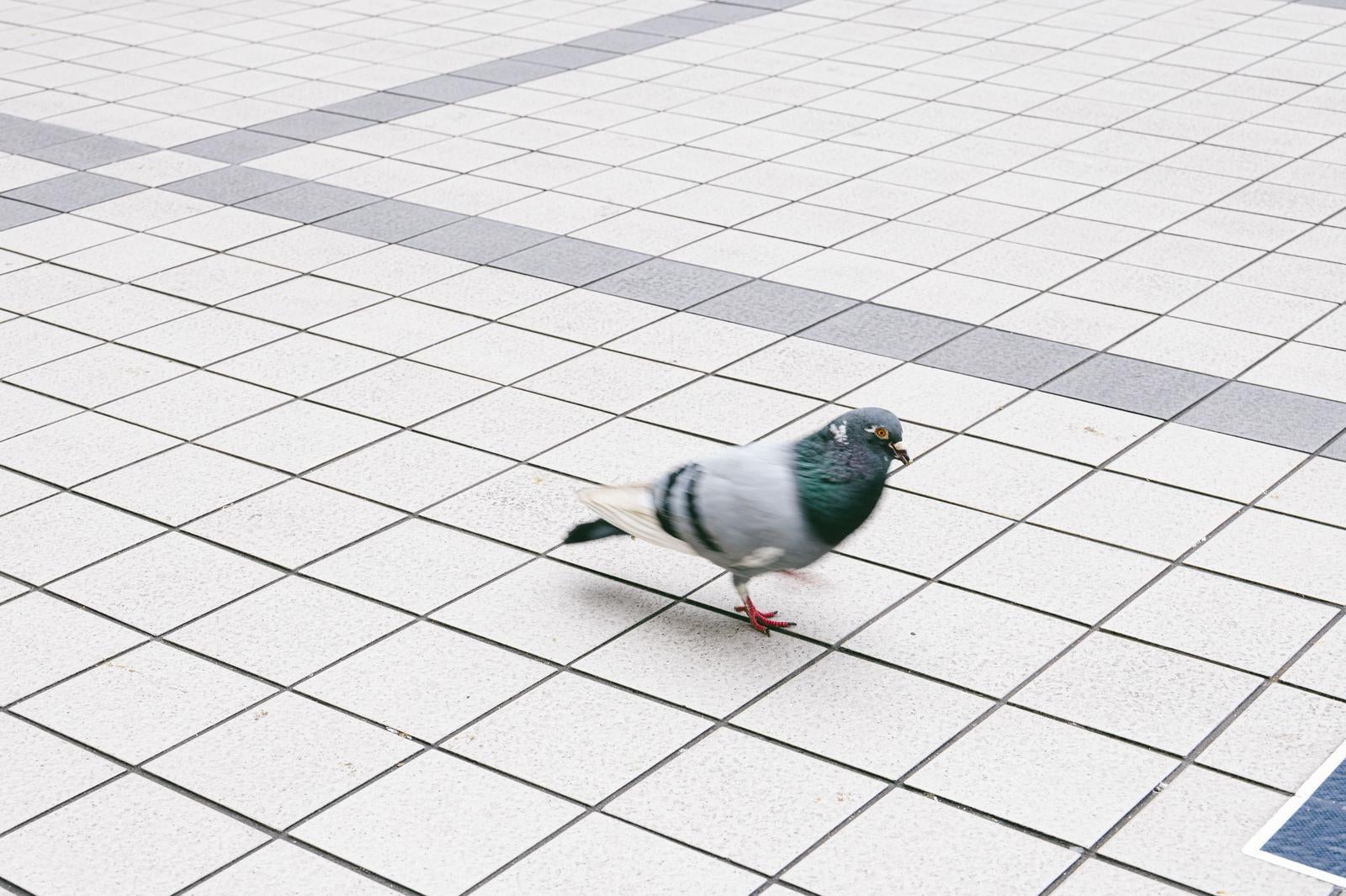 「駅前広場でウロウロする鳩」の写真