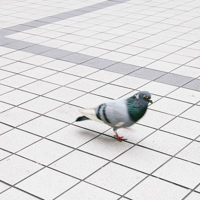 駅前広場でウロウロする鳩の写真