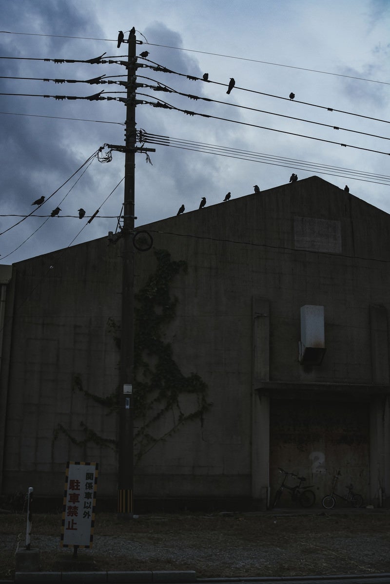 「電柱に集まるカラスと工場」の写真