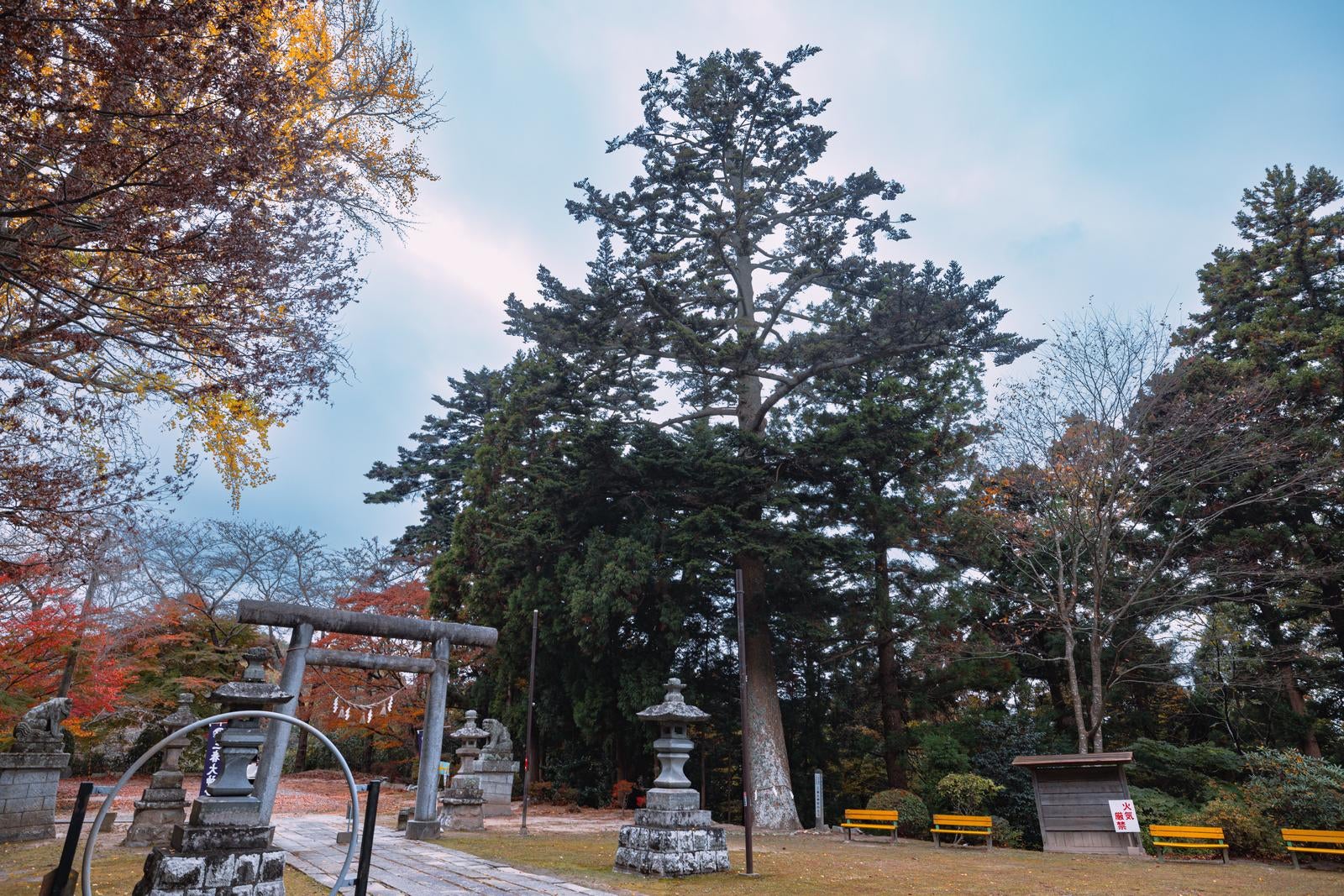 「三春神社と三春大神宮の鳥居とモミの木」の写真