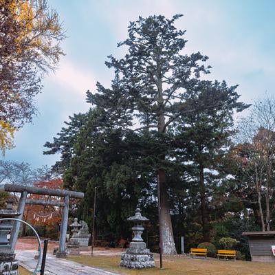 三春神社と三春大神宮の鳥居とモミの木の写真