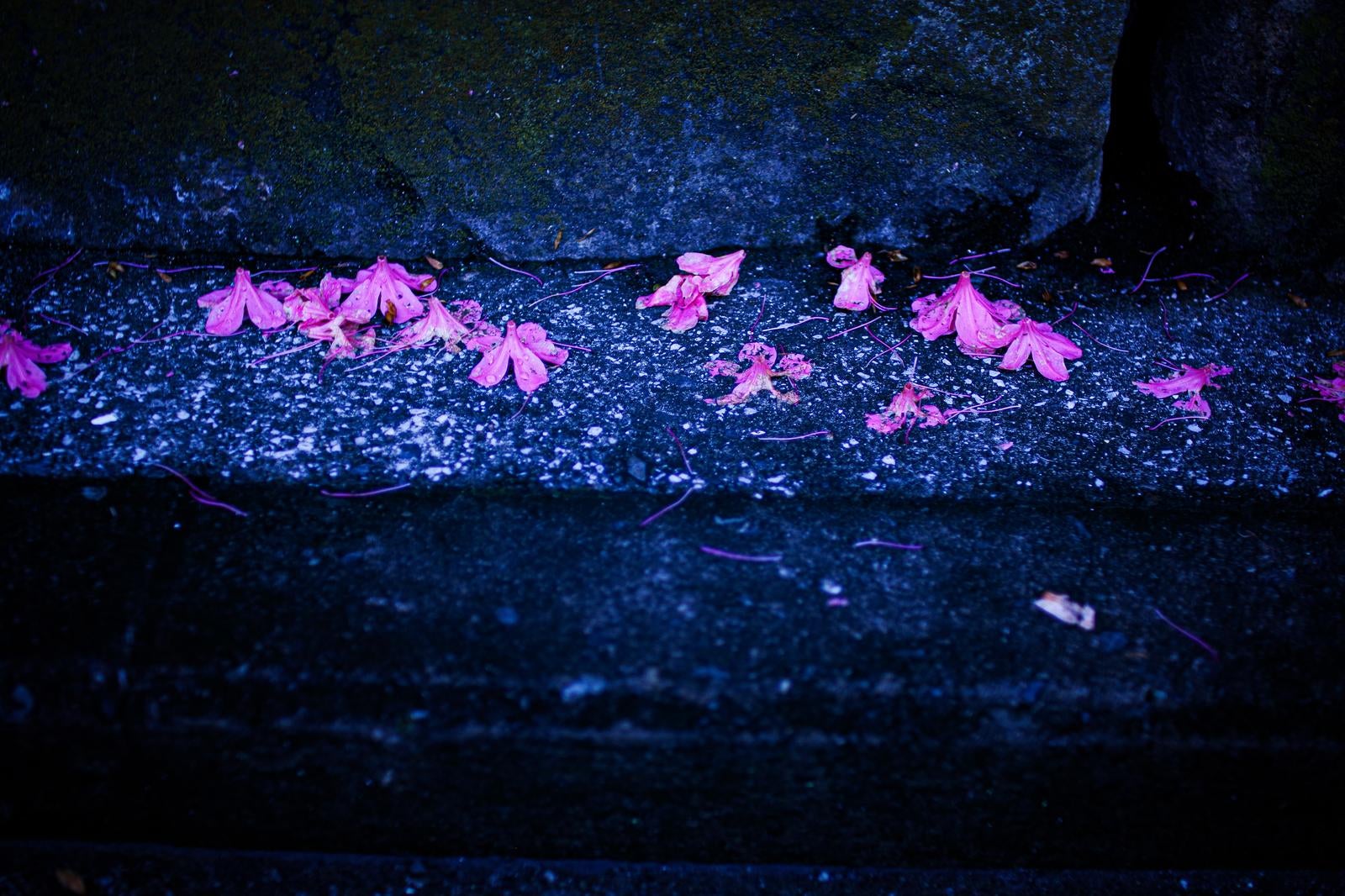 「夜の静けさと石畳に散る鮮やかなピンクの花びら」の写真