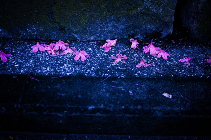 夜の静けさと石畳に散る鮮やかなピンクの花びらの写真