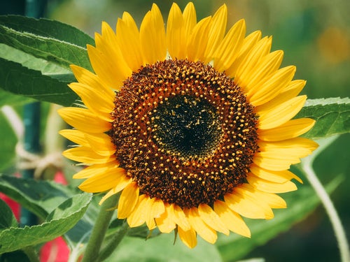 太陽に顔を向ける向日葵の写真