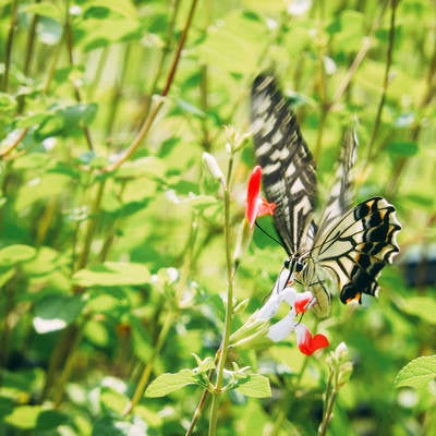 花に止まる瞬間のアゲハチョウの写真