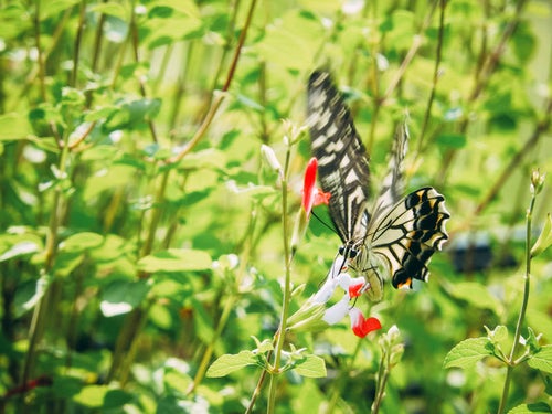 花に止まる瞬間のアゲハチョウの写真
