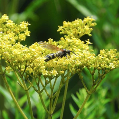 黄色の花に止まるオオモンツチバチの写真