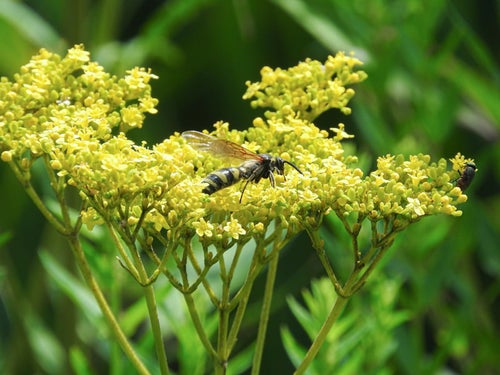 黄色の花に止まるオオモンツチバチの写真