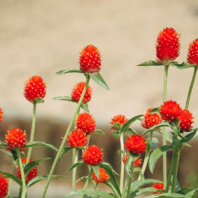 センニチコウの赤い苞の写真