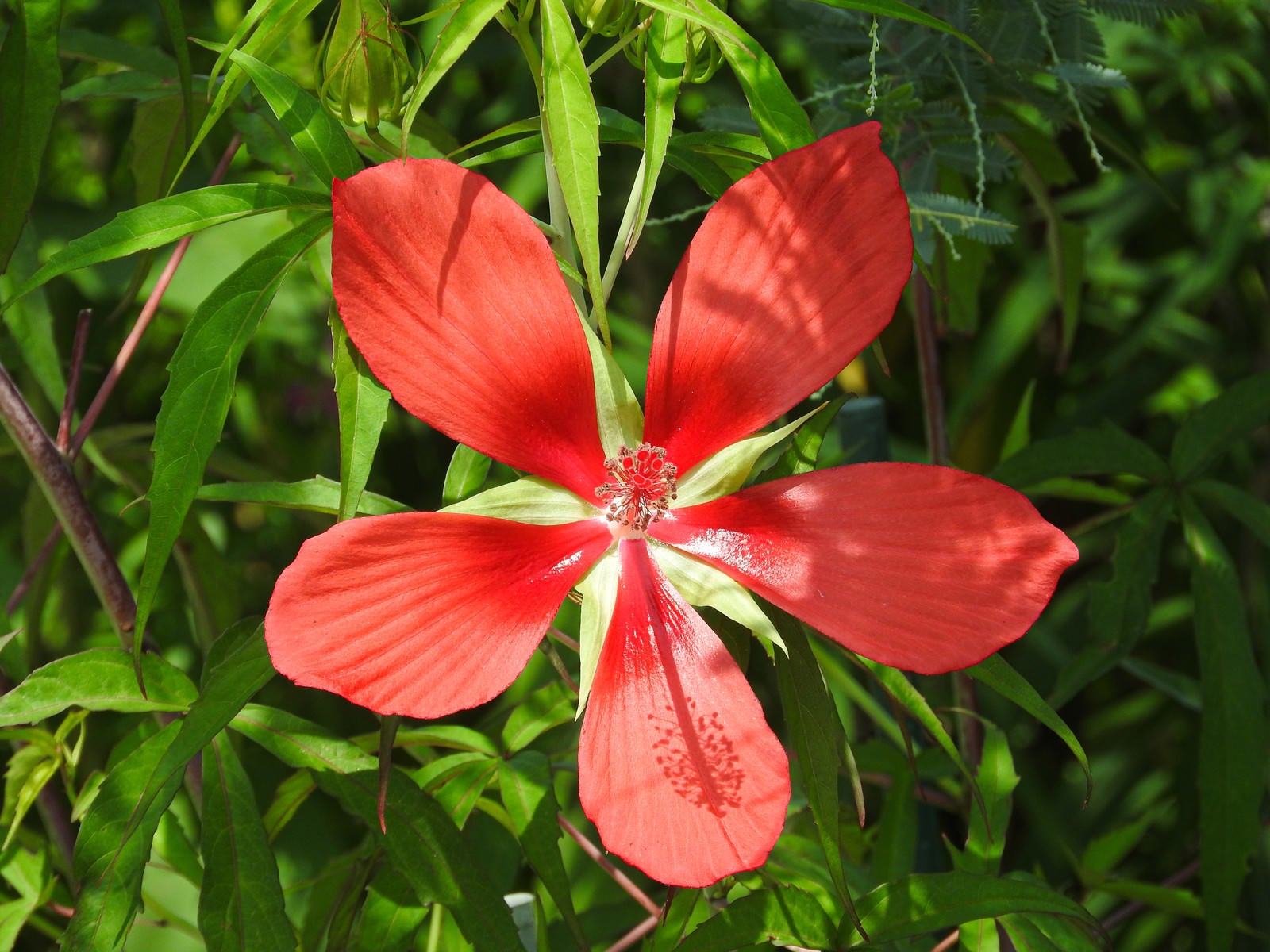 「五枚の花弁を持つモミジアオイ」の写真