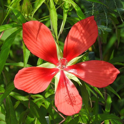 五枚の花弁を持つモミジアオイの写真