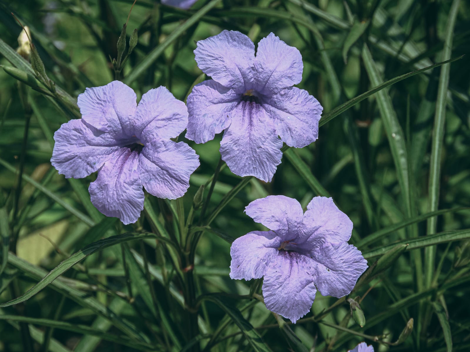 「薄紫色の花（ヤナギバルイラソウ）」の写真