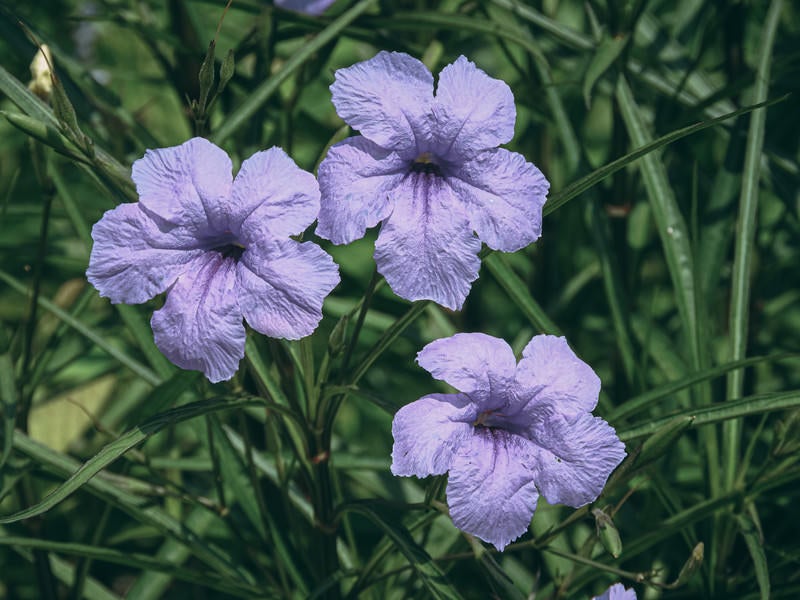 薄紫色の花（ヤナギバルイラソウ）の写真