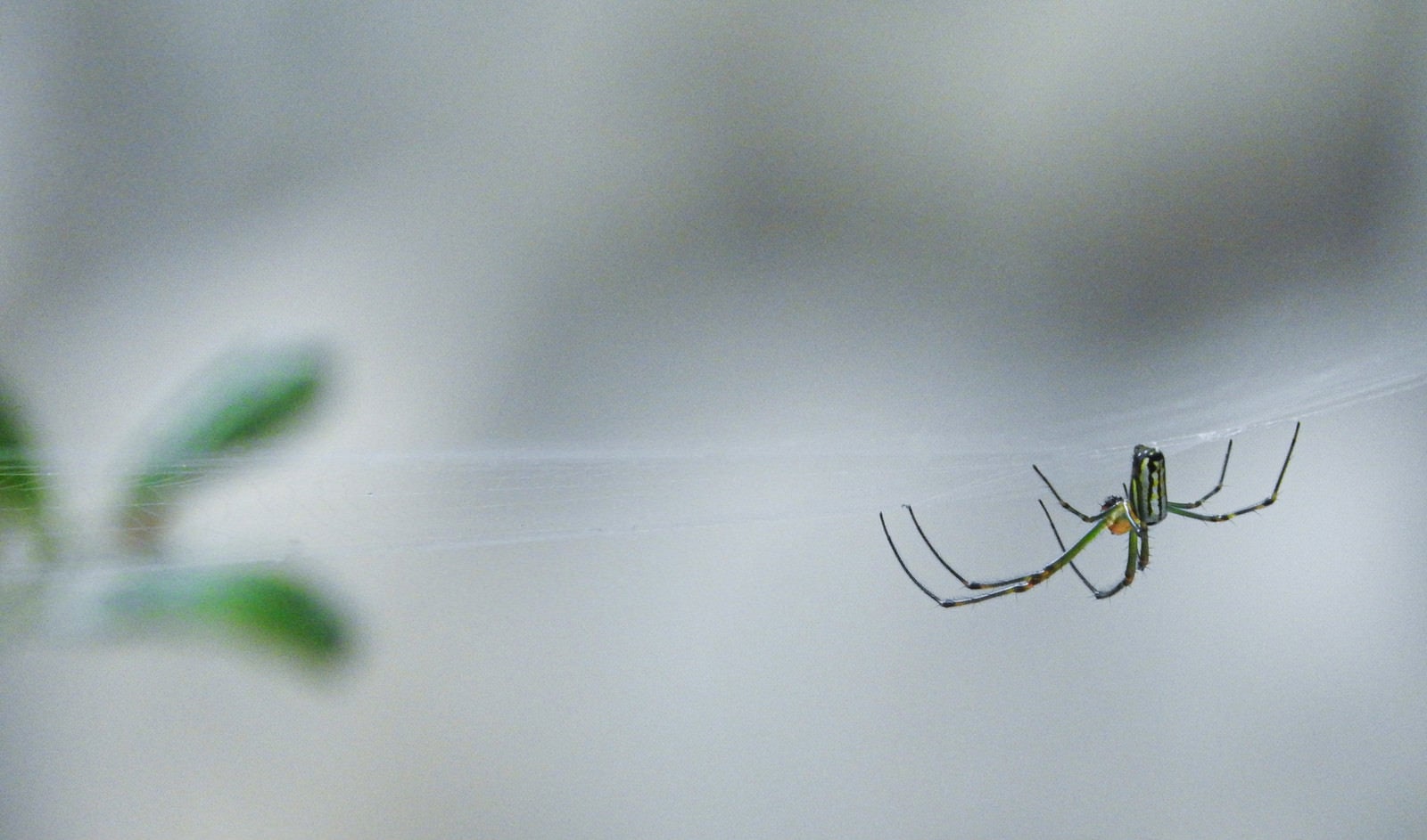 「糸を張って待ち構える蜘蛛」の写真